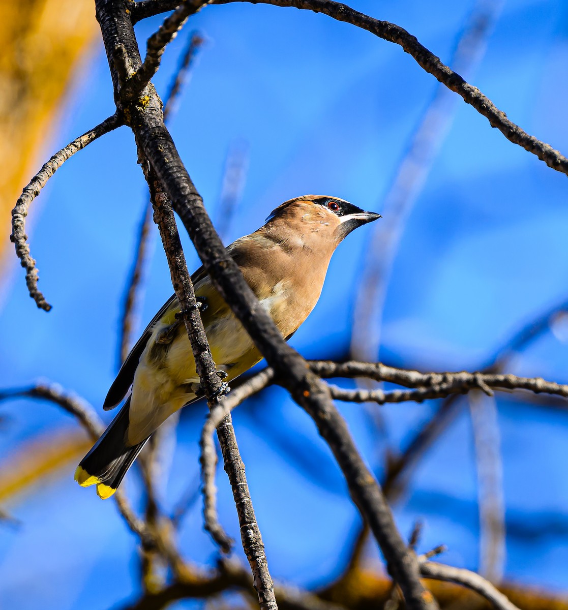 brkoslav americký - ML646484287