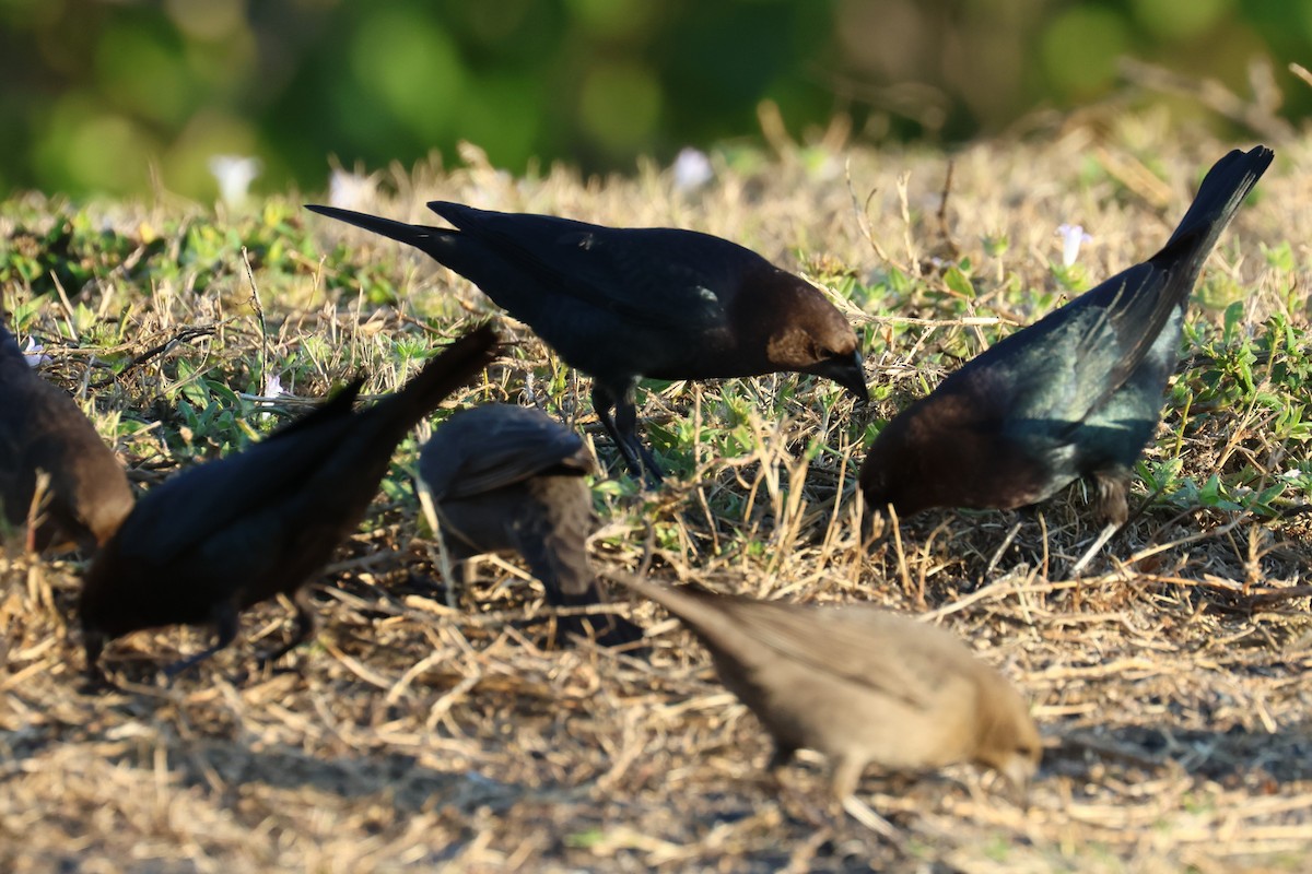 Braunkopf-Kuhstärling - ML646484291