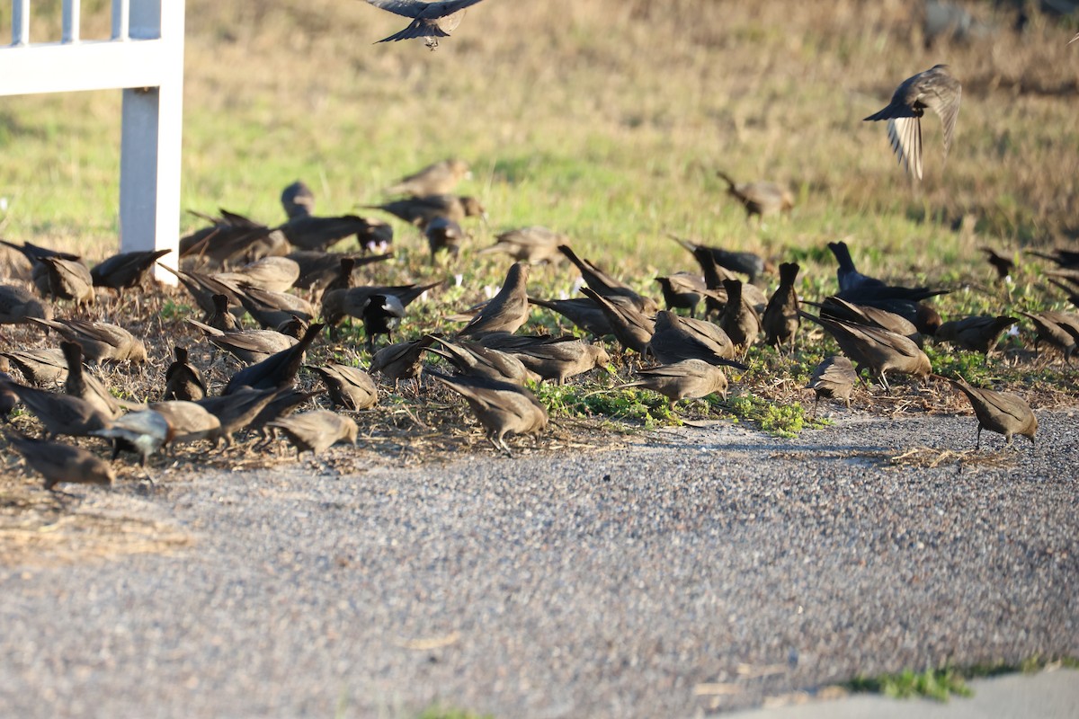 Braunkopf-Kuhstärling - ML646484292