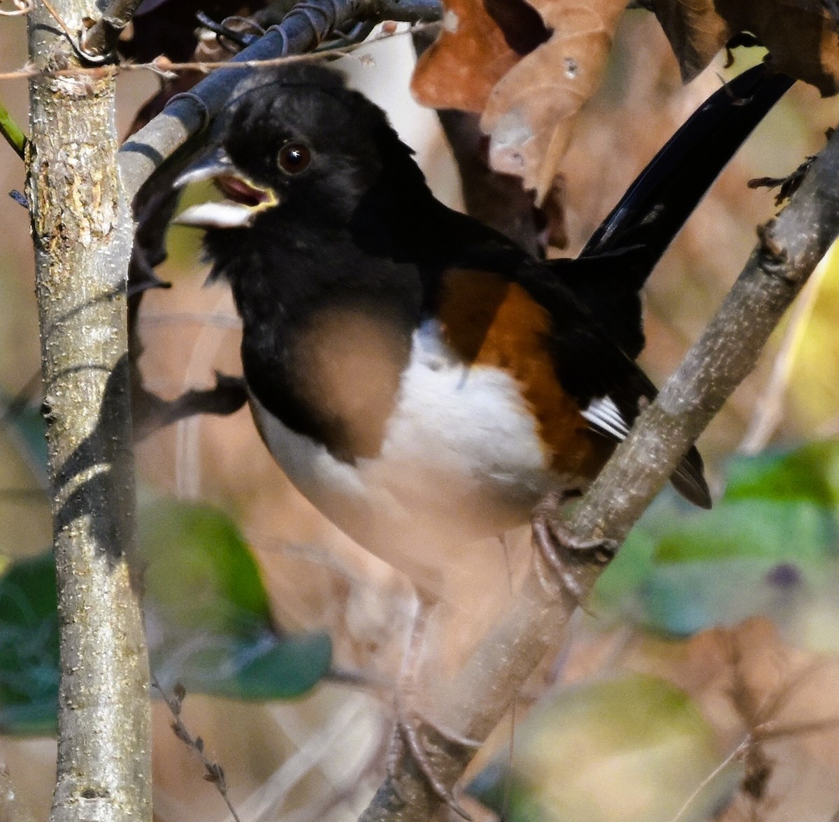 Eastern Towhee - ML646484294