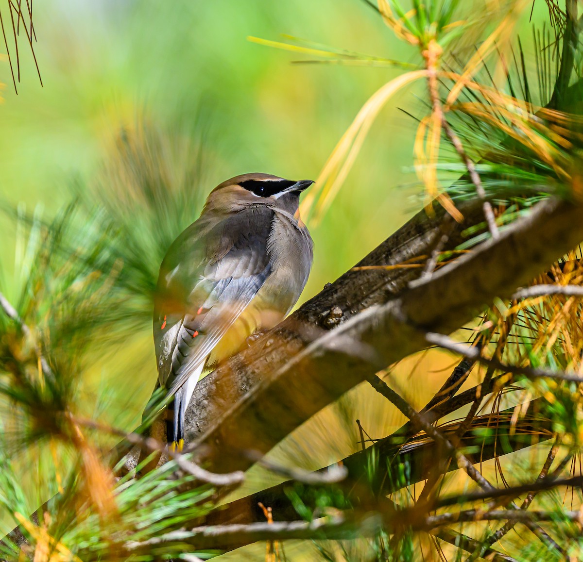 brkoslav americký - ML646484296
