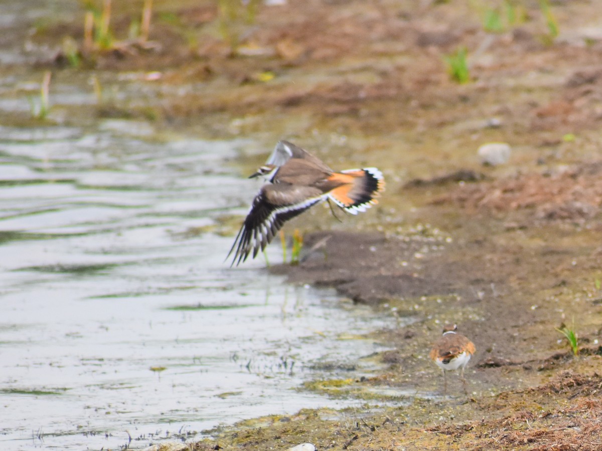 Çayır Cılıbıtı - ML646484300