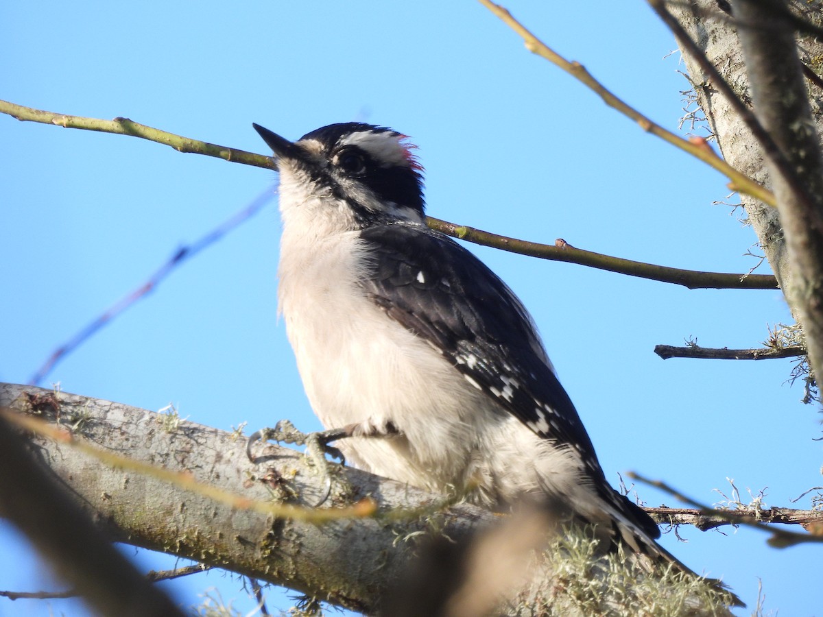 Downy Woodpecker - ML646484310