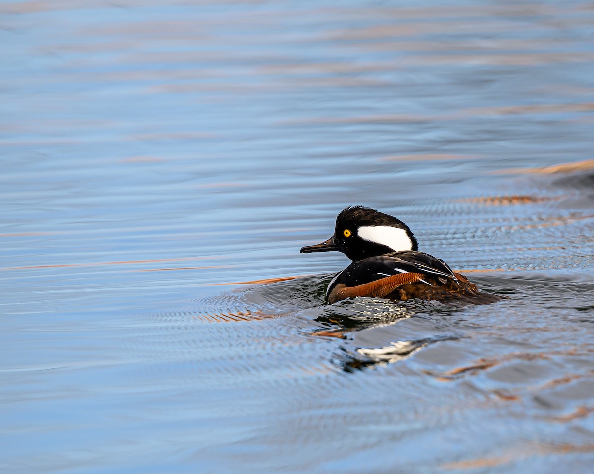 Hooded Merganser - ML646484311