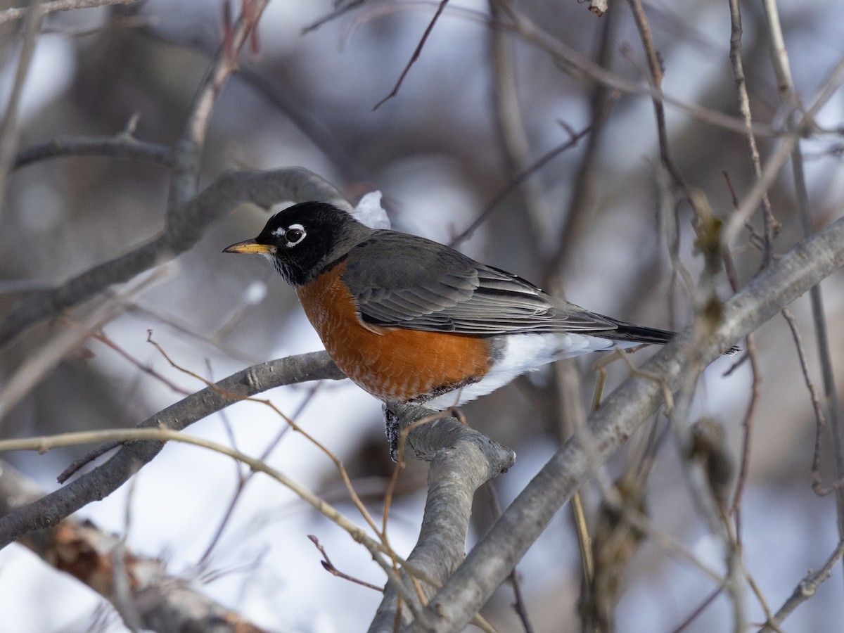 American Robin - ML646484312