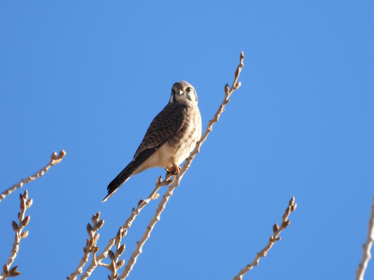 American Kestrel - ML646484314