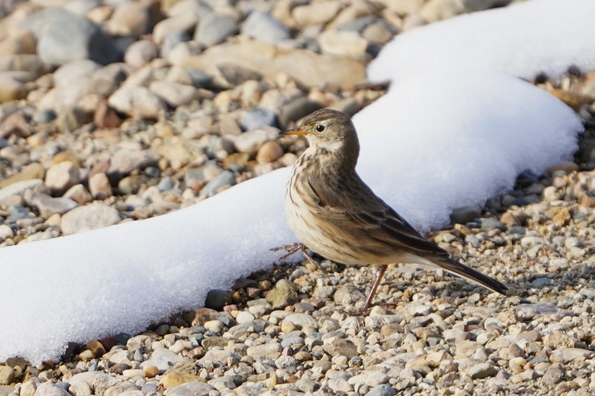 American Pipit - ML646484318