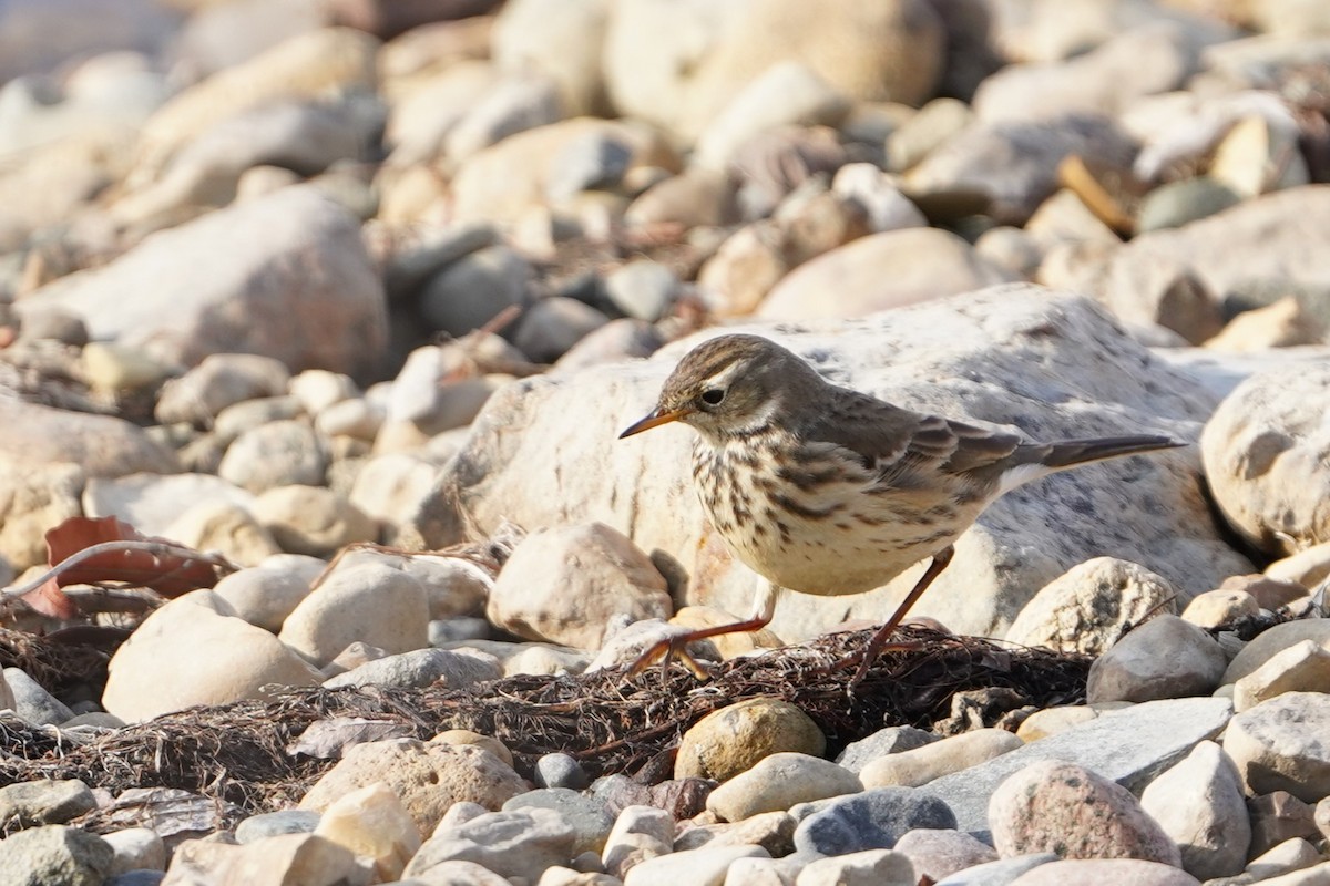 American Pipit - ML646484319