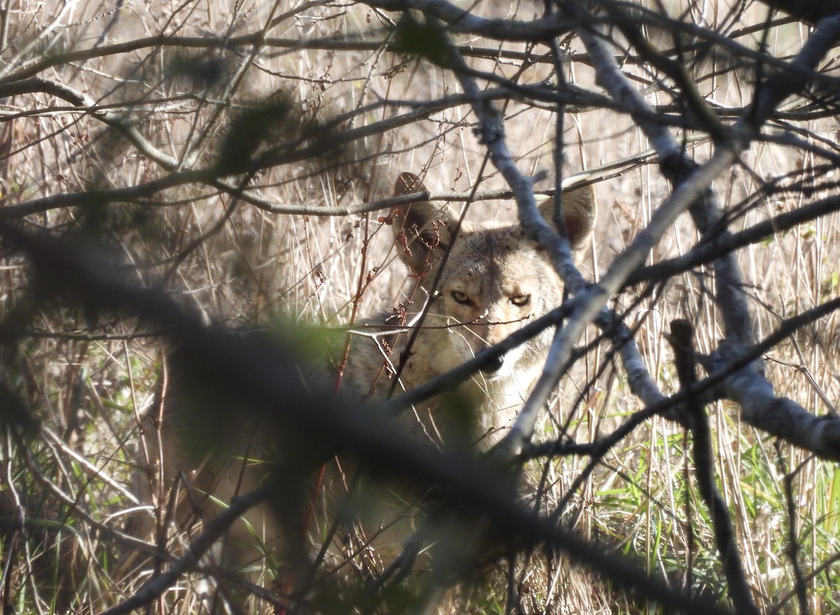 Coyote - ML646484320