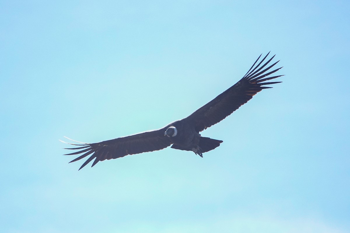 Condor des Andes - ML646484322