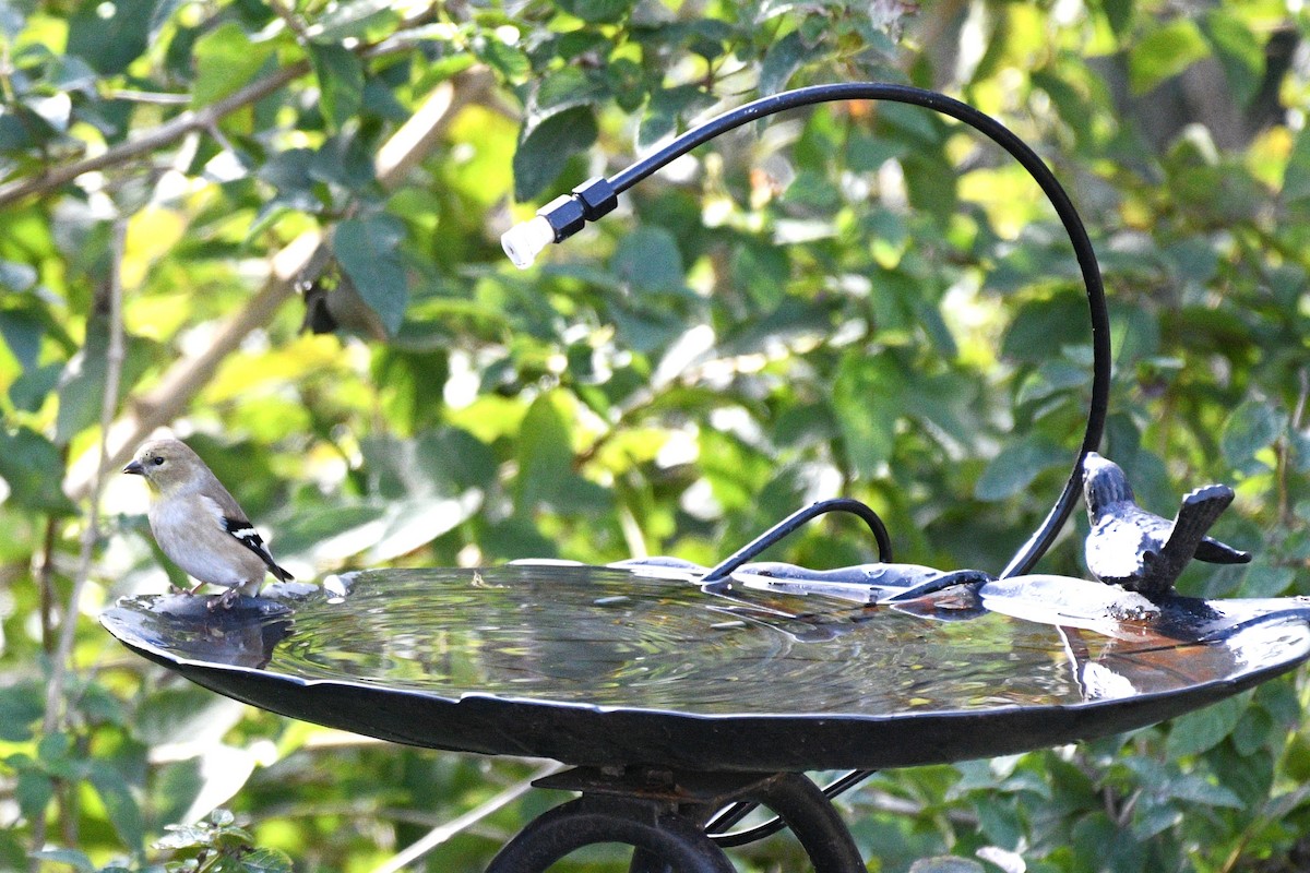 čížek žlutý - ML646484323