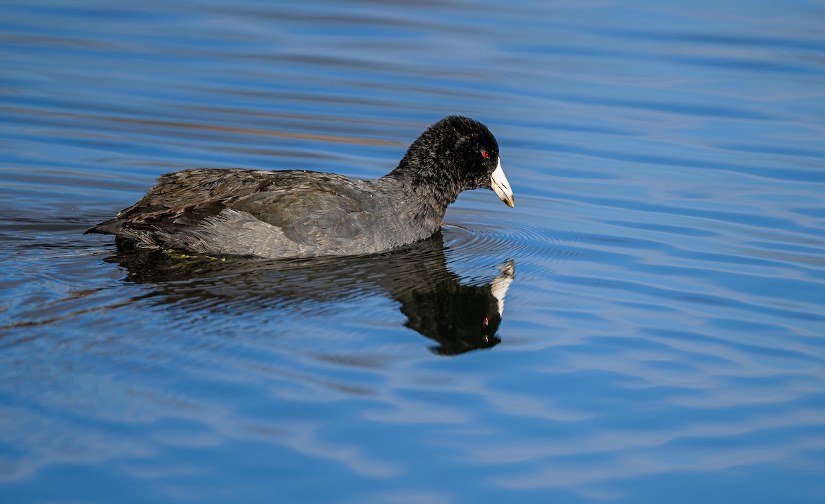 American Coot - ML646484324