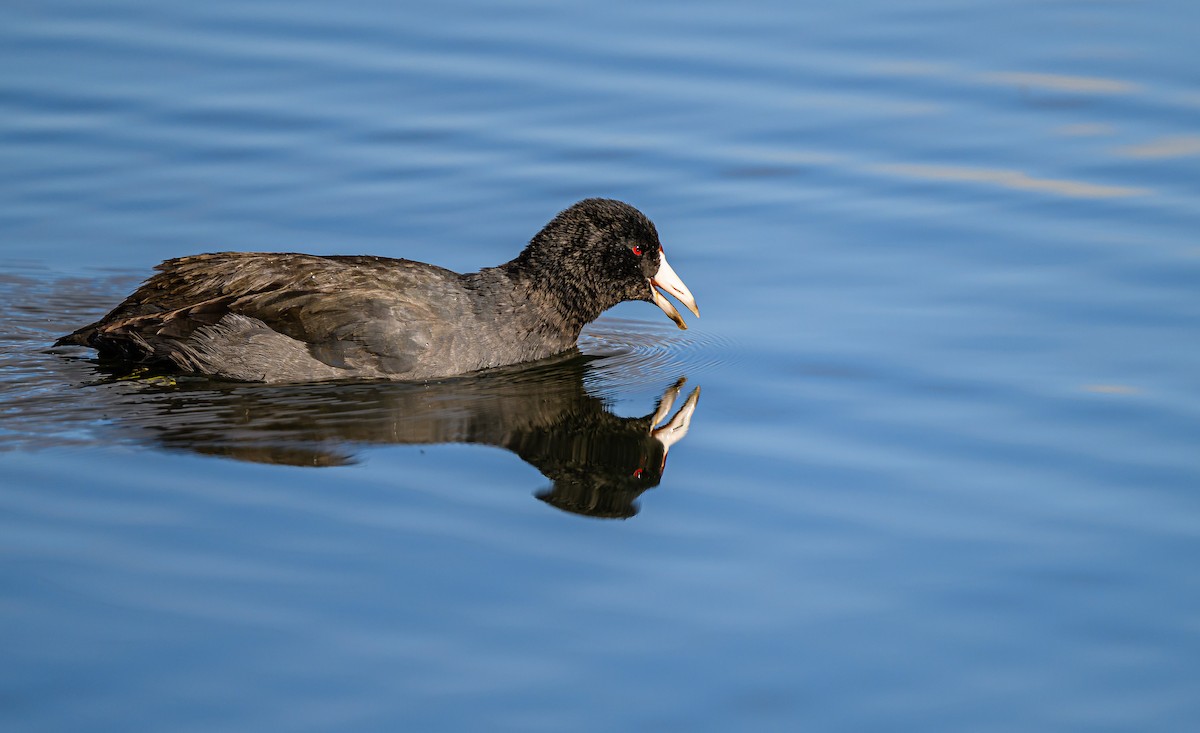 American Coot - ML646484325