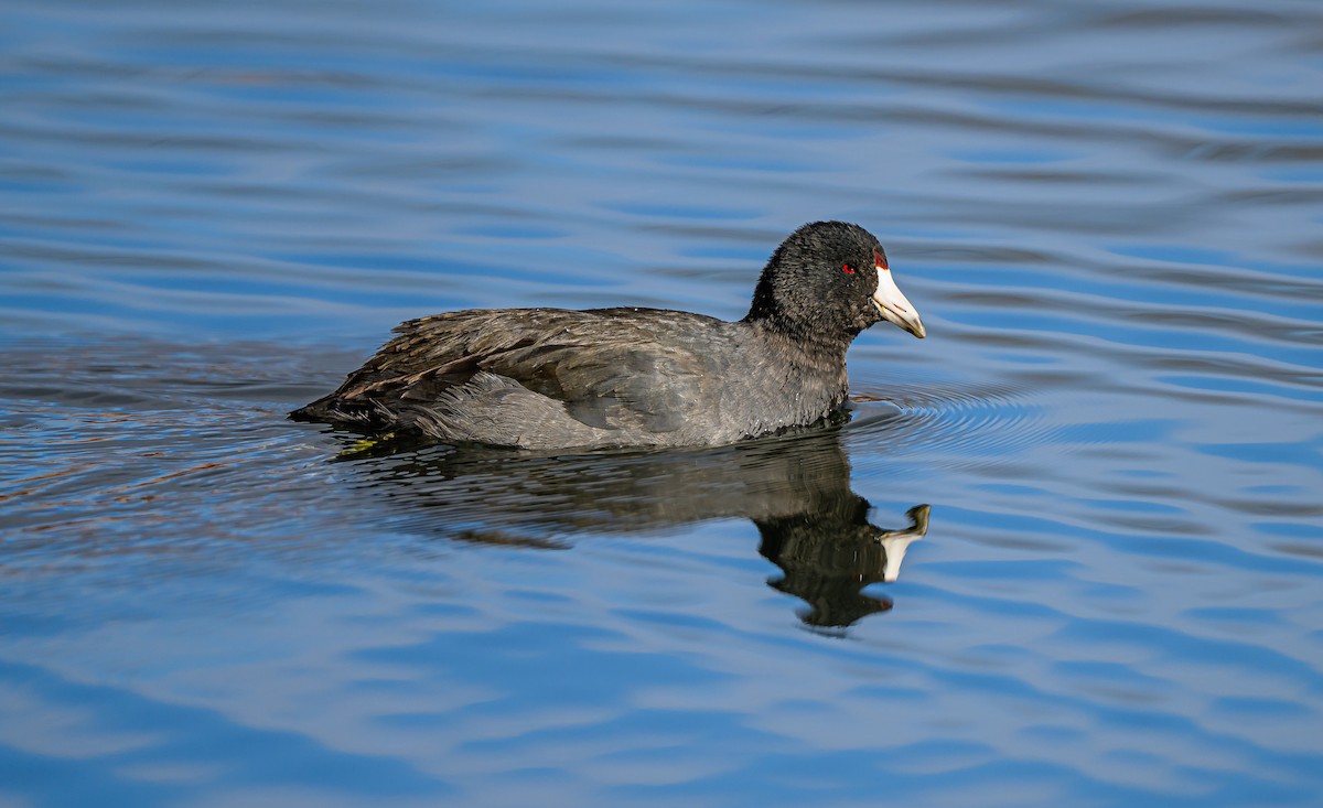 American Coot - ML646484326