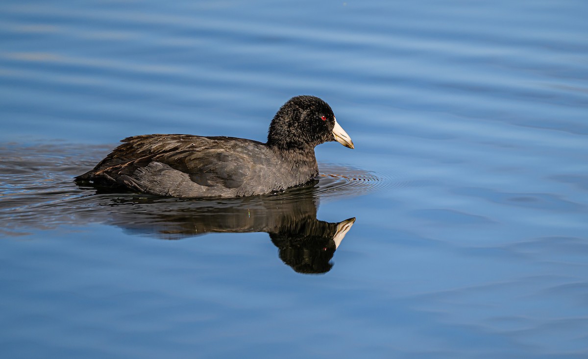 American Coot - ML646484327