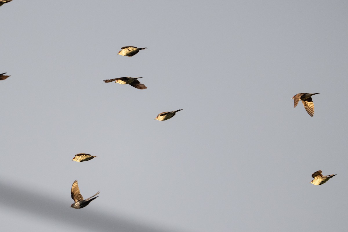 Weberstar [metallica-Gruppe] - ML646484328