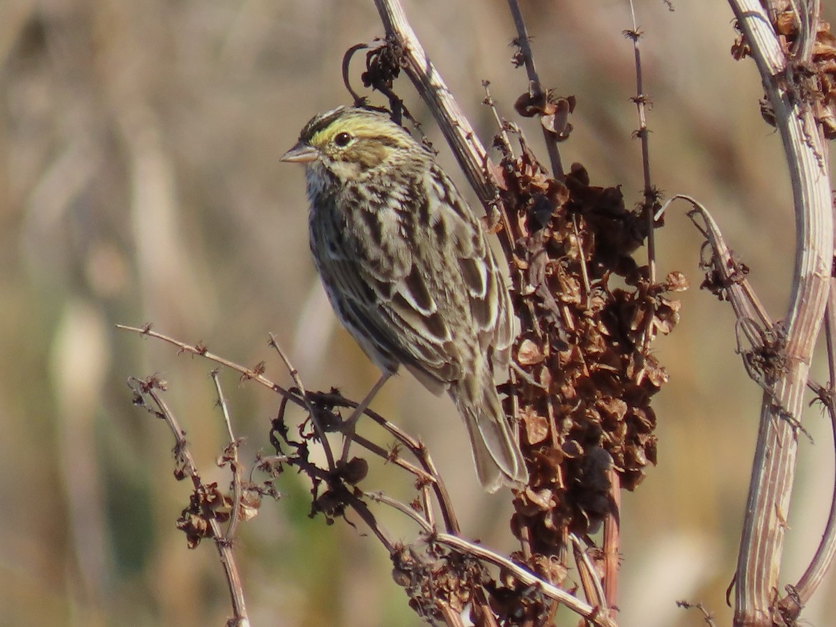 Grasammer - ML646484329