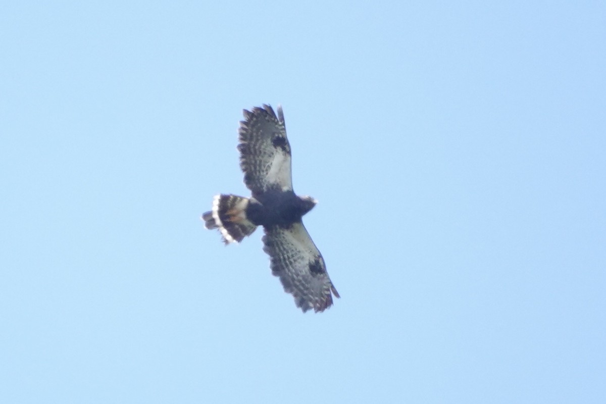 Buse cul-blanc - ML646484345