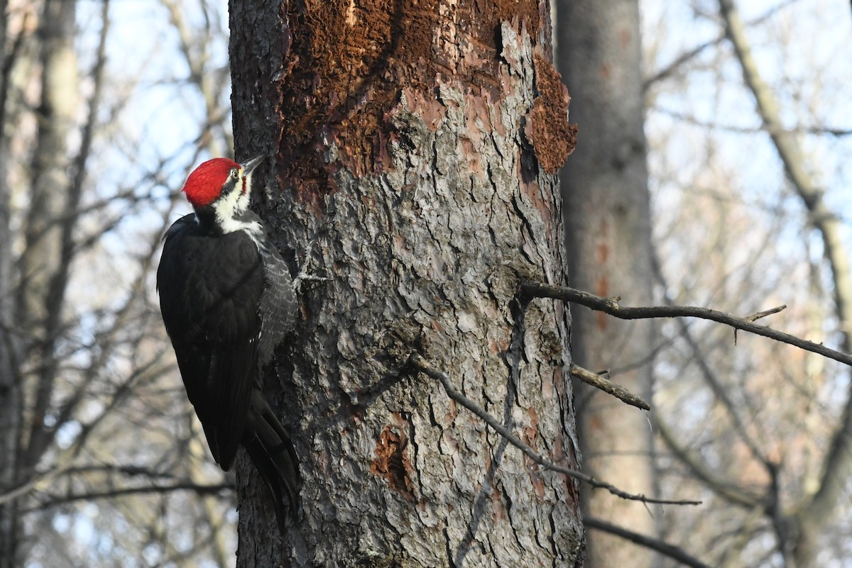 Pileated Woodpecker - ML646484346