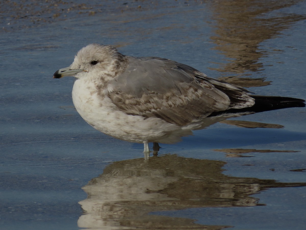 Kalifornienmöwe - ML646484347