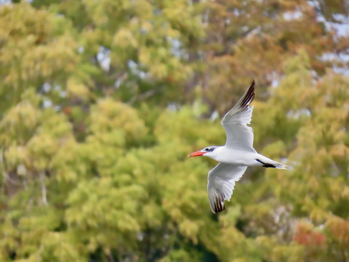 rybák velkozobý - ML646484351