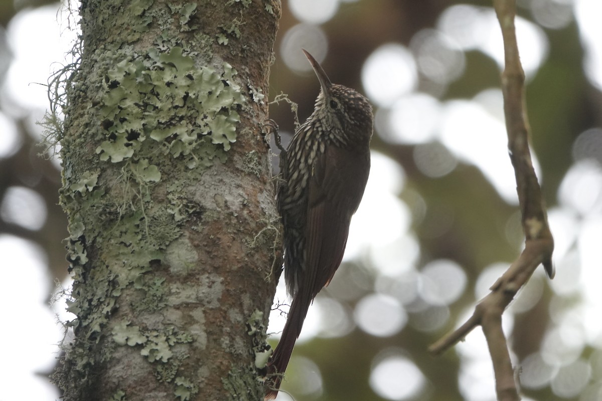 Grimpar montagnard - ML646484353