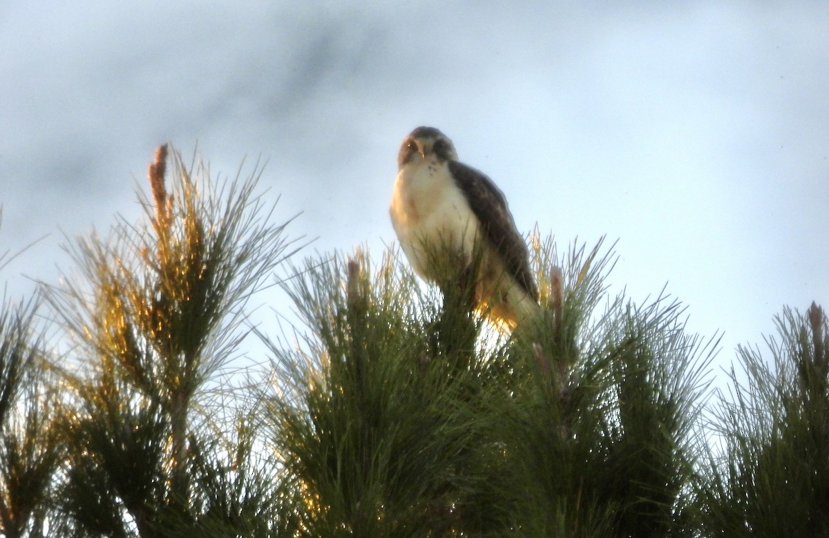 Short-tailed Hawk - ML646484364
