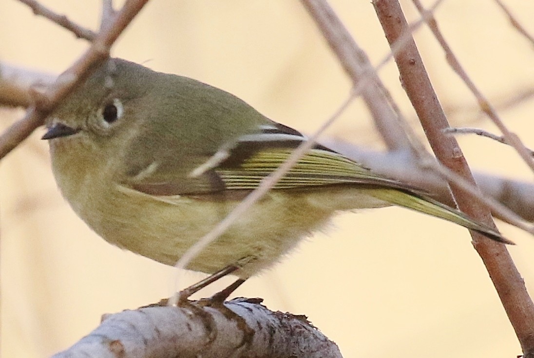 ルビーキクイタダキ - ML646484365