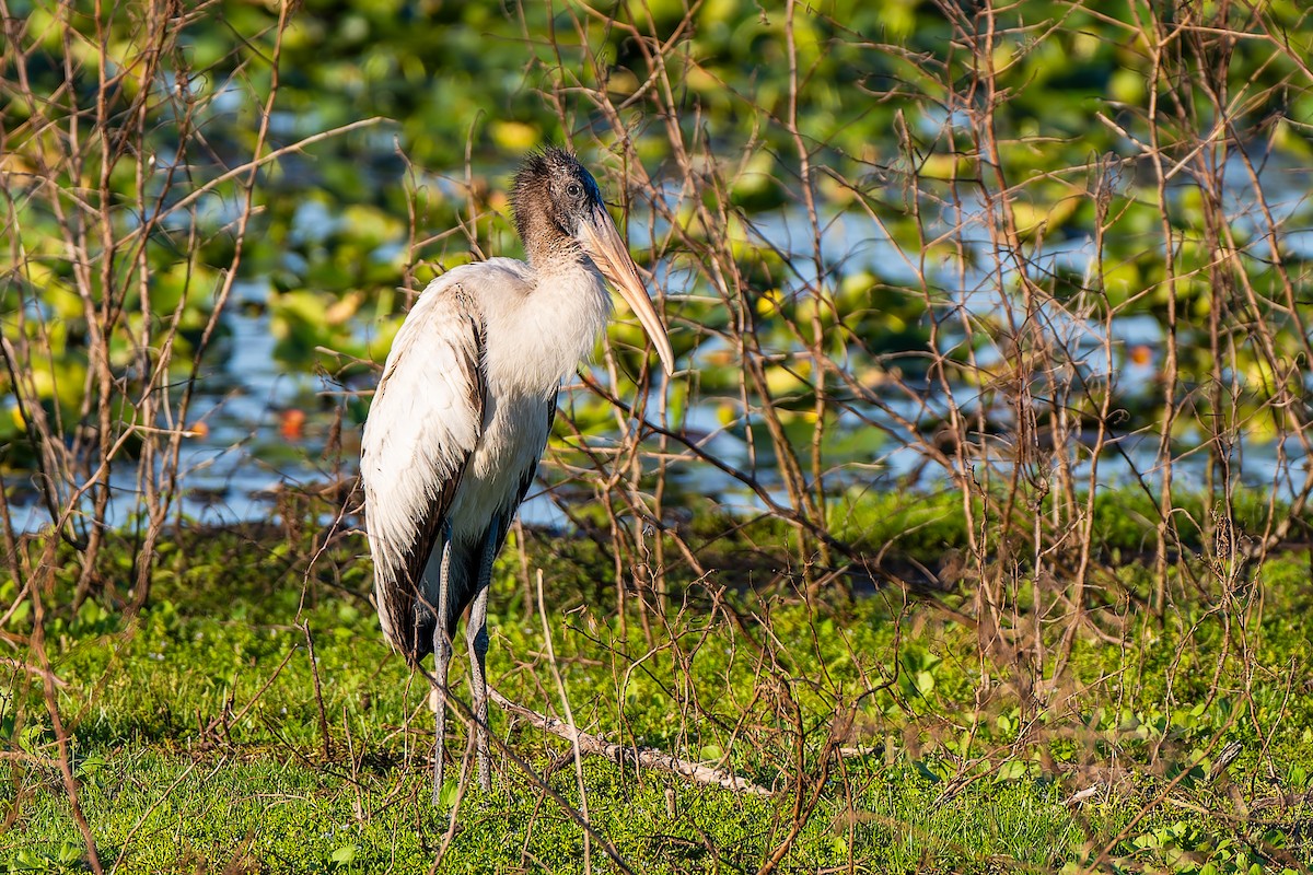 Waldstorch - ML646484366