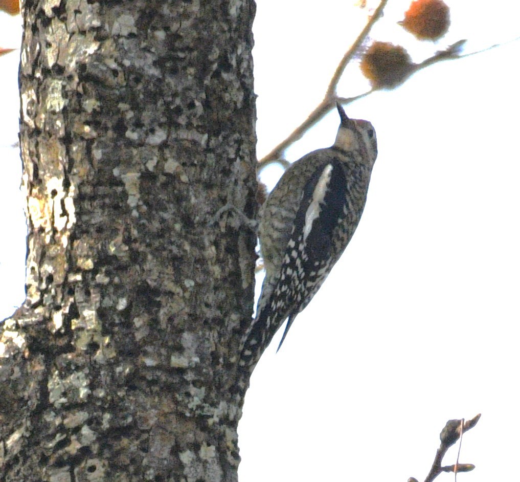 datel rudohrdlý - ML646484367