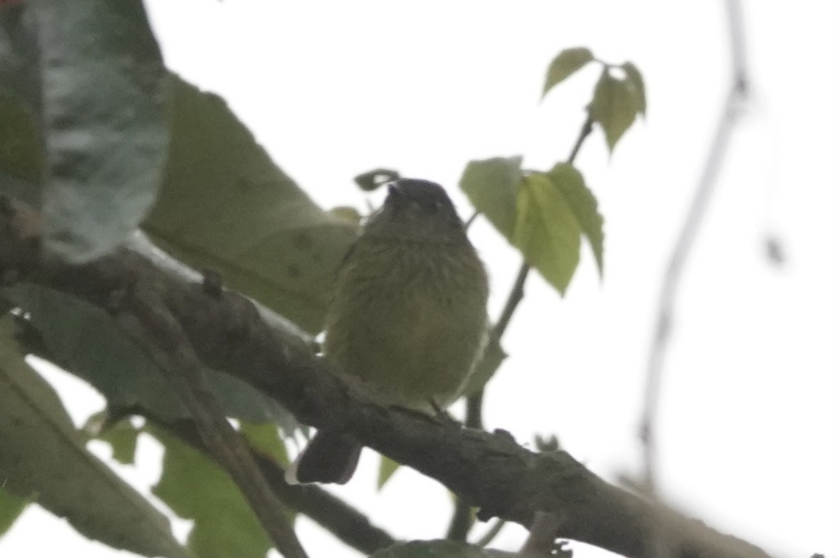 Pipromorphe à ventre jaune - ML646484375