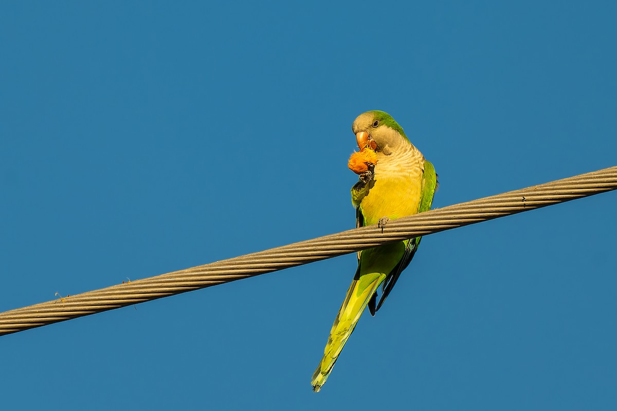 Mönchssittich - ML646484376