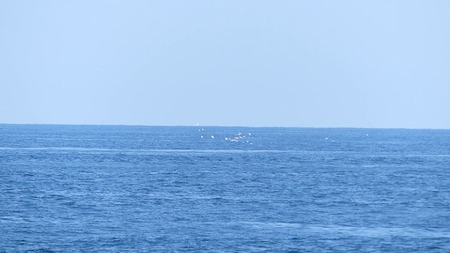 Common Tern - ML646484380