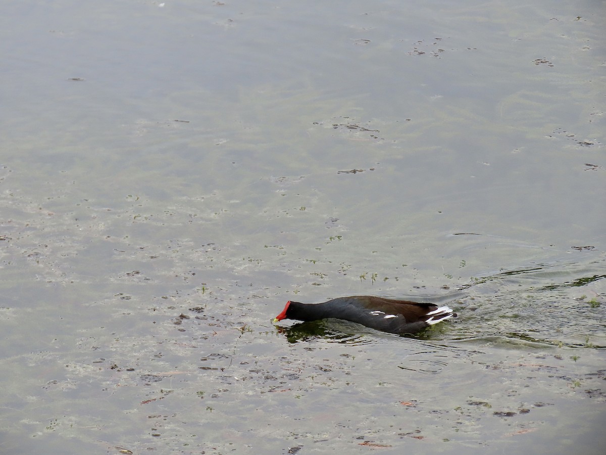 slípka americká [skupina galeata] - ML646484383