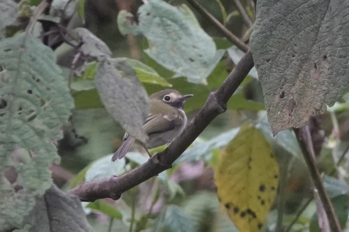 Todirostre à gorge noire - ML646484385