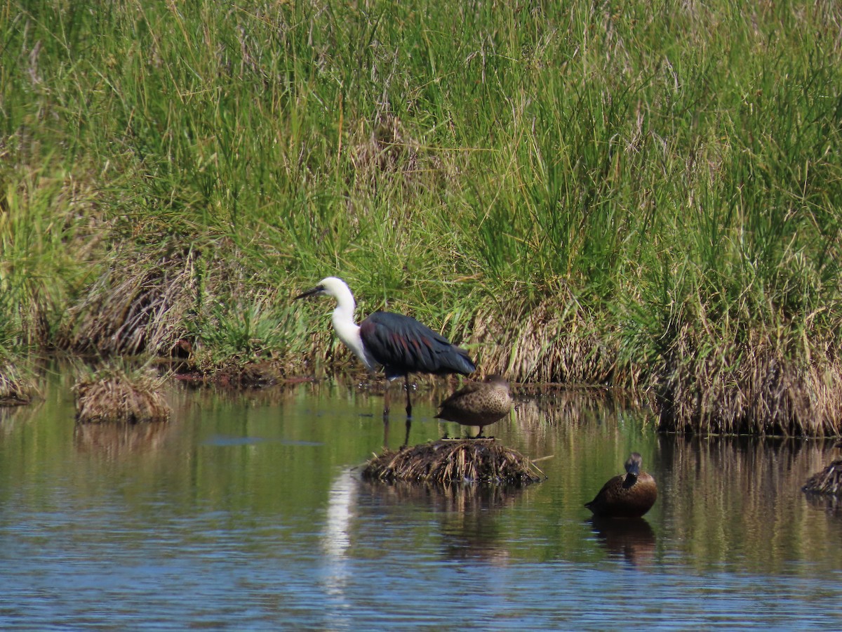 Pacific Heron - ML646484387