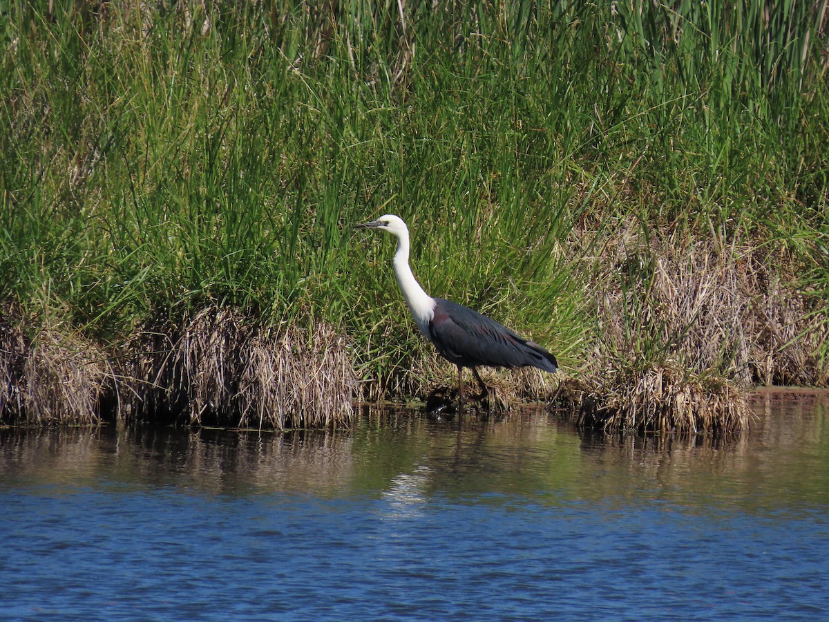 Pacific Heron - ML646484388