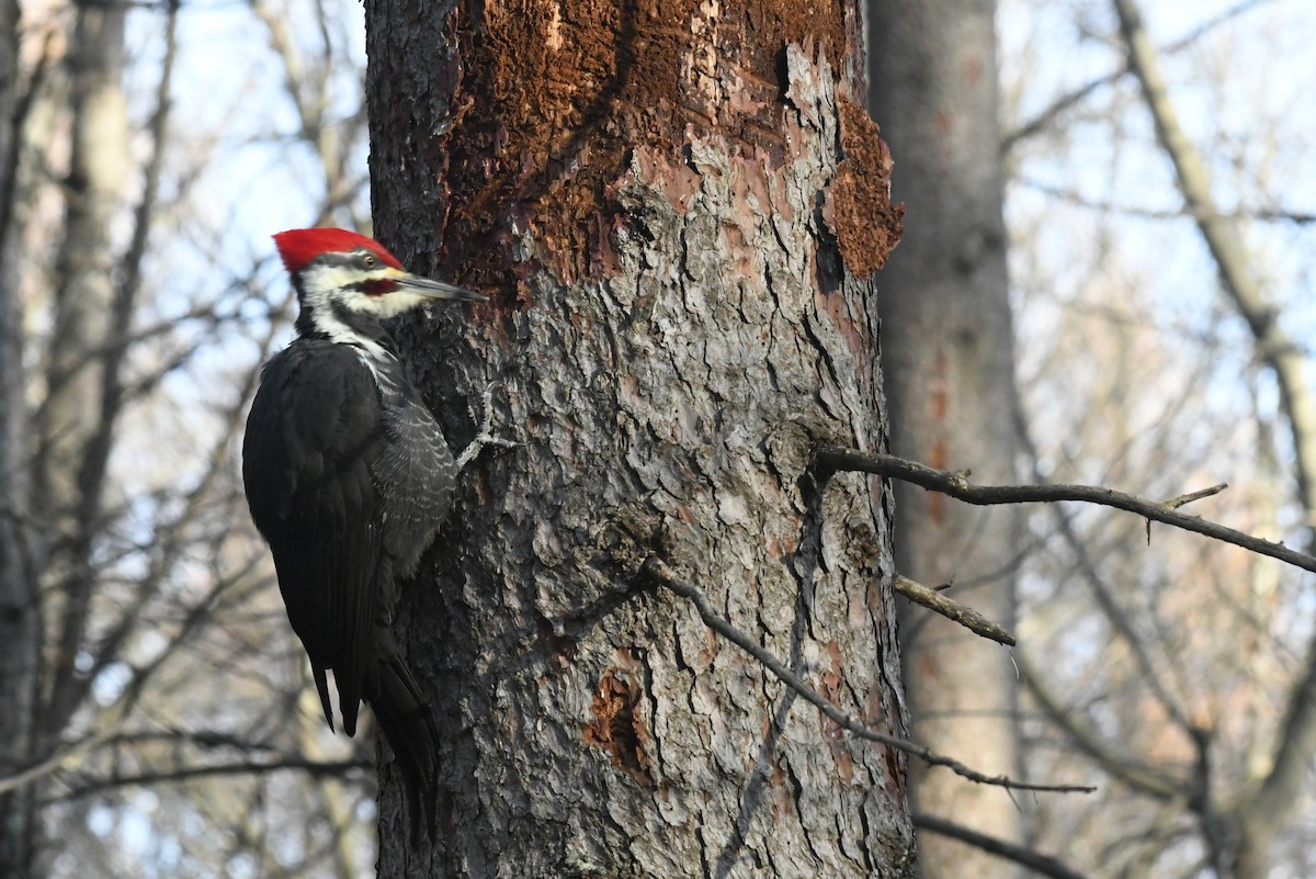 Pileated Woodpecker - ML646484392