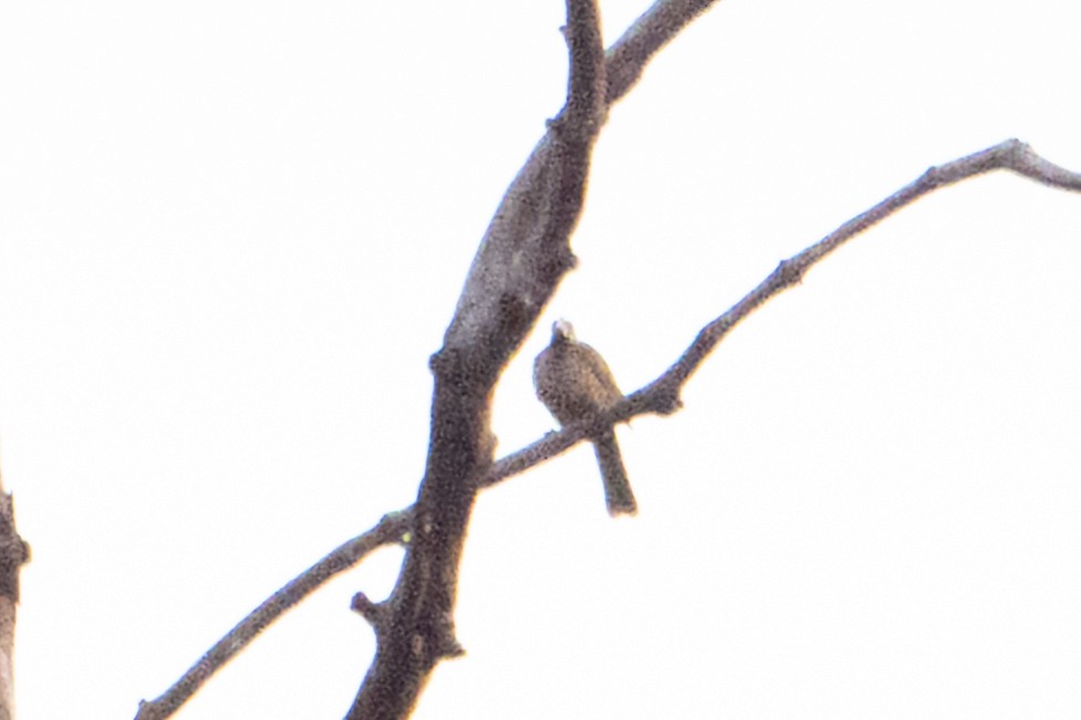 Helmlederkopf (novaeguineae) - ML646484394