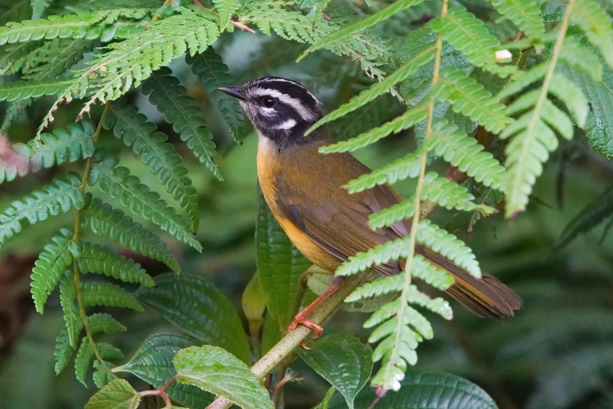 Paruline de Santa Marta - ML646484396