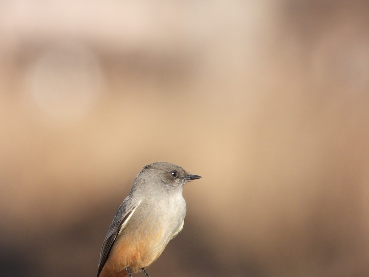 Say's Phoebe - ML646484397