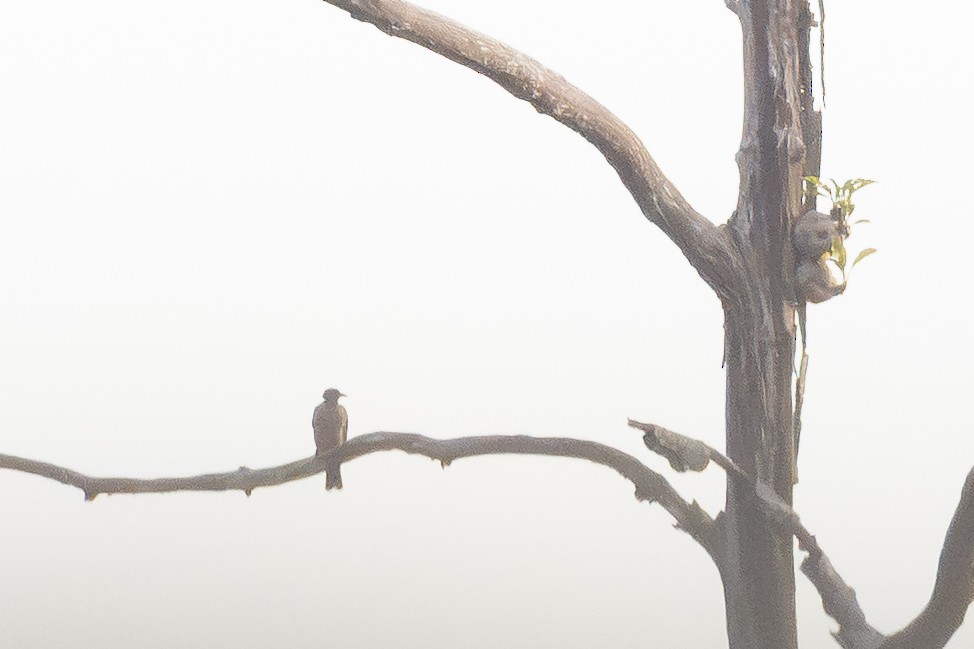 Helmlederkopf (novaeguineae) - ML646484399