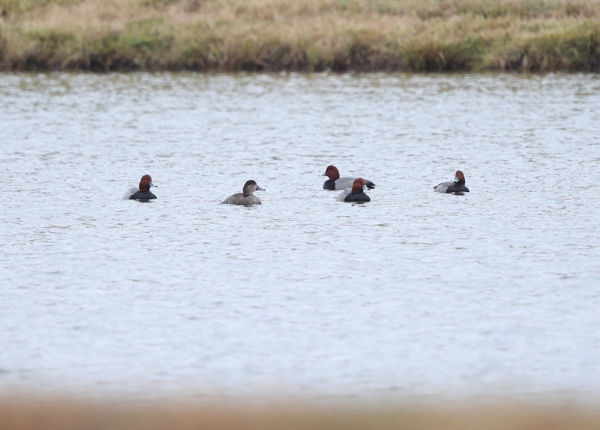 Redhead - ML646484400
