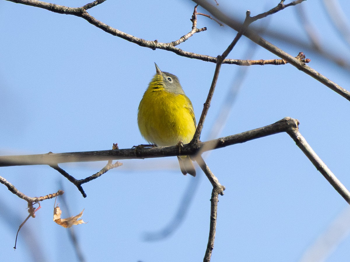 Rubinfleck-Waldsänger - ML646484401