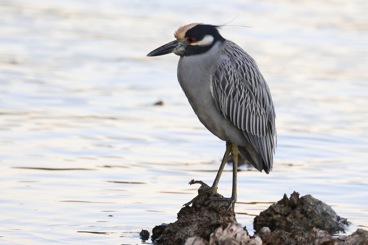 kvakoš žlutočelý - ML646484402