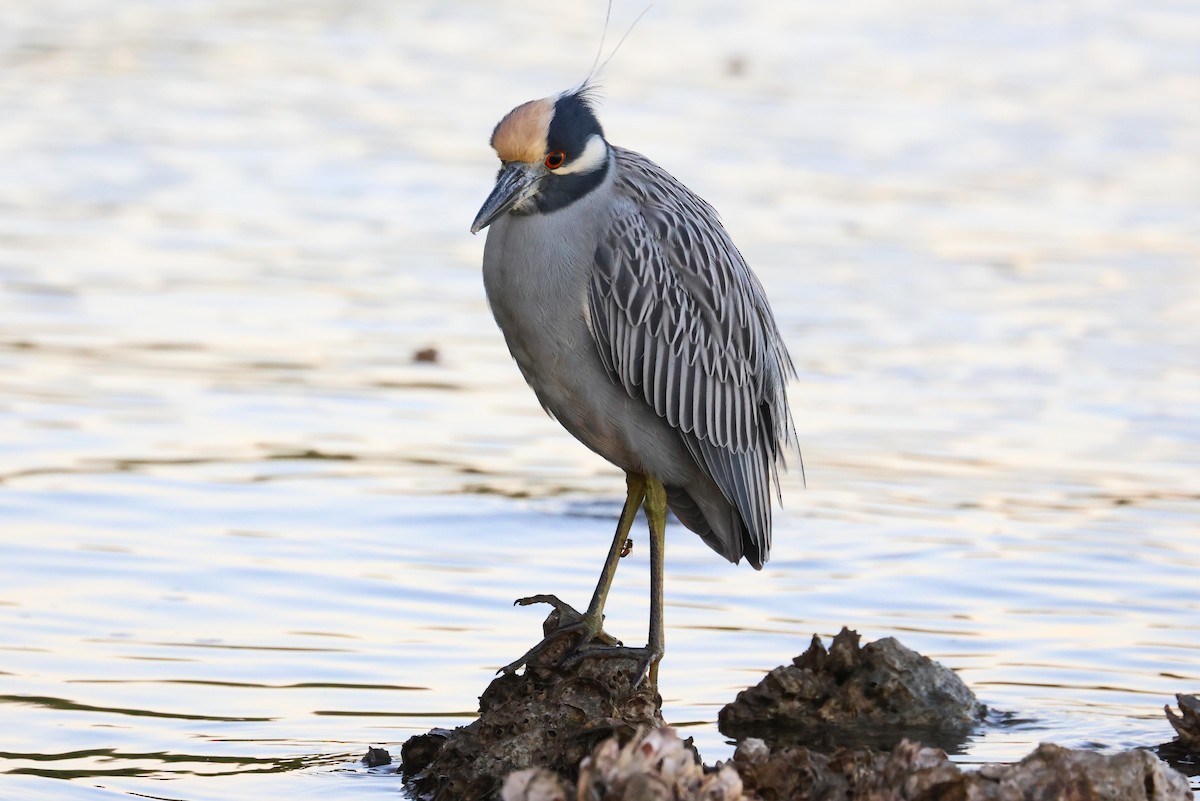 kvakoš žlutočelý - ML646484403