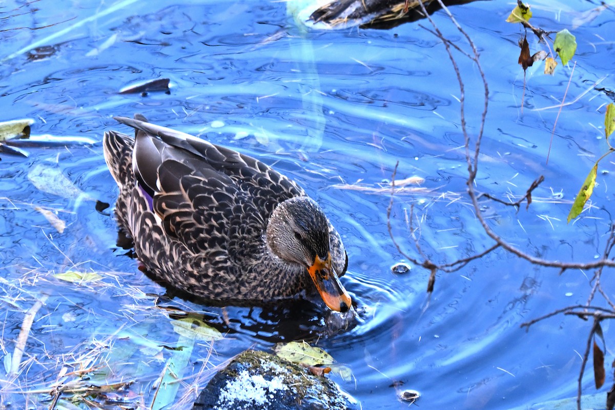 Зэрлэг нугас - ML646484408