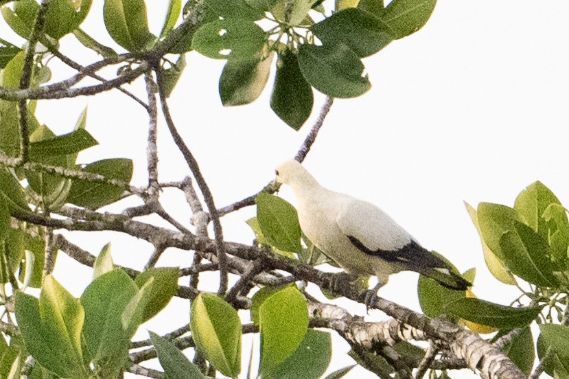 Zweifarben-Fruchttaube - ML646484414