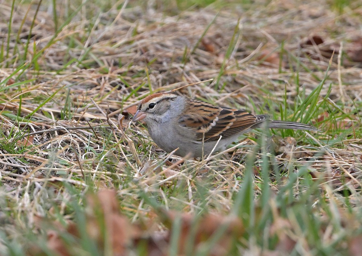 Chipping Sparrow - ML646484416