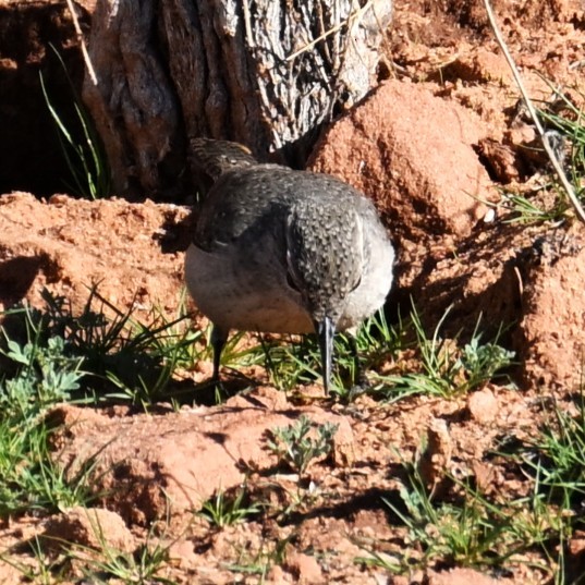 Felsenzaunkönig - ML646484417